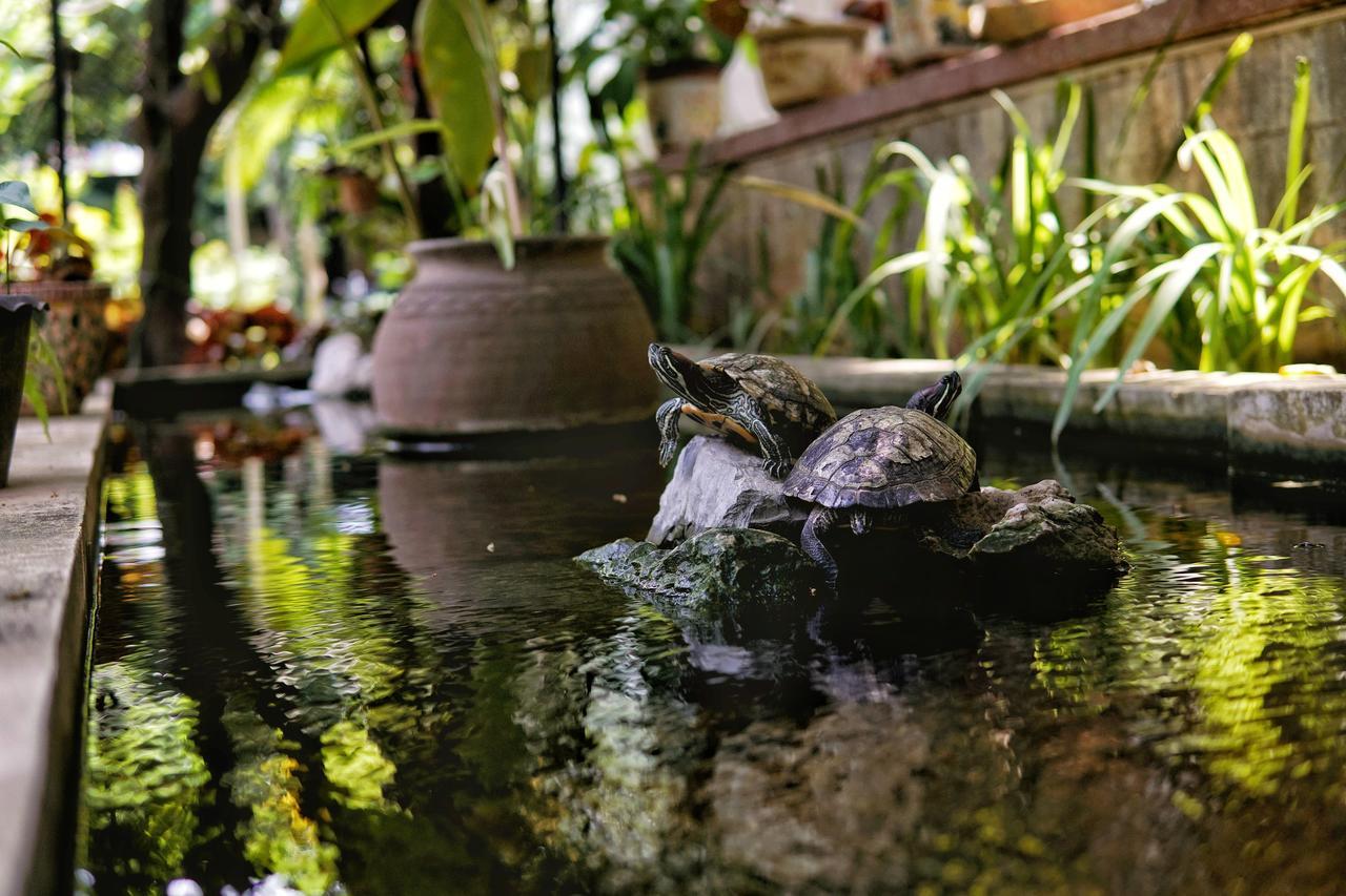 Lani'S House By The Ponds Hotell Vientiane Exteriör bild